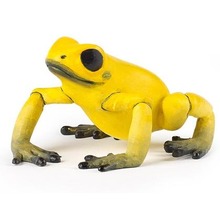 Żaba równikowa żółta
