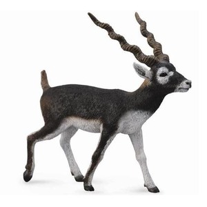 Antylopa Blackbuck
