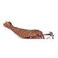Collecta Jaekelopterus