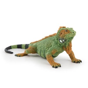 Iguana