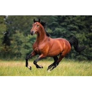 Kalendarz 2023 Trójdzielny Koń