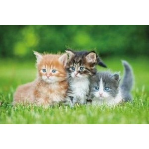 Kalendarz 2023 Trójdzielny Koty