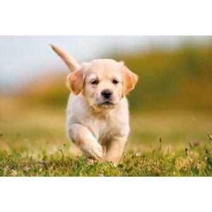 Kalendarz 2023 Trójdzielny Pies