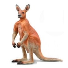 Kangur czerwony samiec