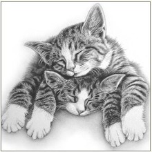 Karnet 16x16 B4D 224 002 + koperta Śpiące koty