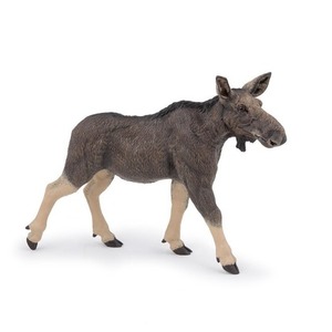 Klępa - samica łosia