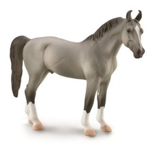 Koń Marwari Stallion szary