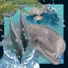 Magnes 3D Delfin