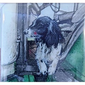 Magnes FM256 Pies Austin