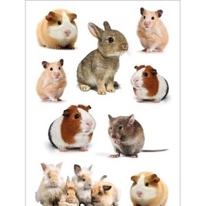 Naklejka Decor gryzonie