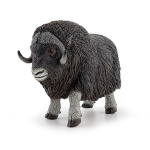 Piżmowół arktyczny