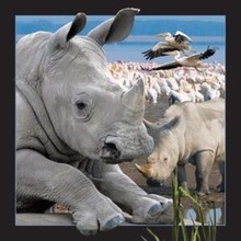 Pocztówka 3D Nosorożec