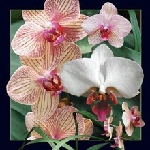 Pocztówka 3D Orchidea
