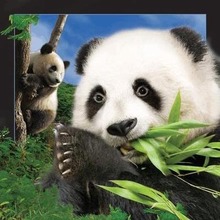 Pocztówka 3D Panda