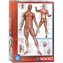 Puzzle 1000 The Muscular System 6000-2015