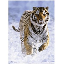 Puzzle 500 Tygrys w śniegu