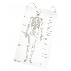 Szkielet człowieka tablica edukacyjna