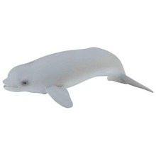 Wieloryb beluga młode