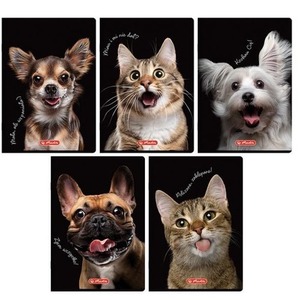 Zeszyt A5/16K kratka kolorowa Animals (20szt)