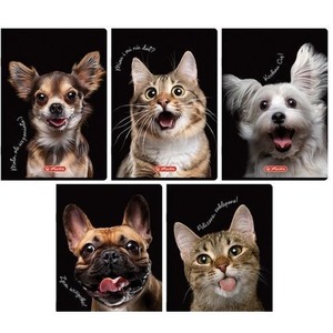 Zeszyt do słówek A6/16K kratka Crazy Animal(20szt)